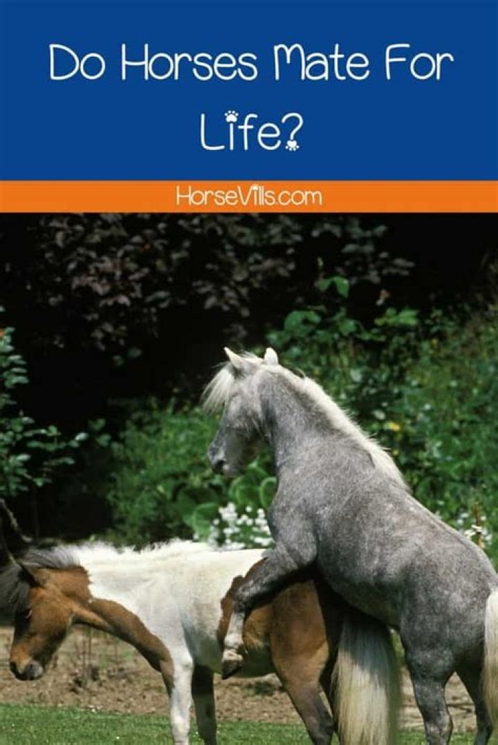 Achieving Horses Mating Successful: A Guide for Horse Lovers