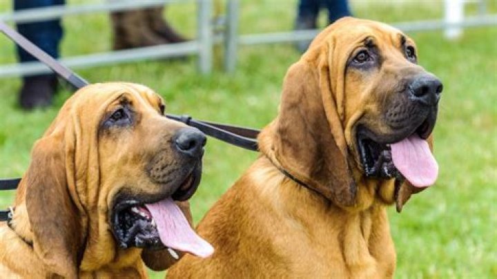 Bloodhound Q50 Height: Understanding These Noble Scent Hounds