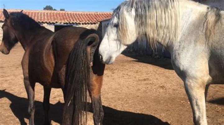 Discovering the Natural World of Mating Horse Behaviors