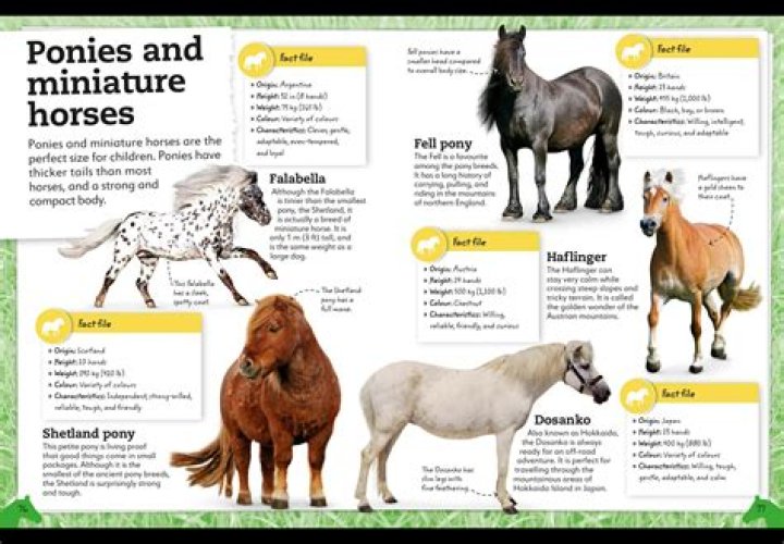 Exploring the Horse Miting: Our Enduring Connection with Equine Friends