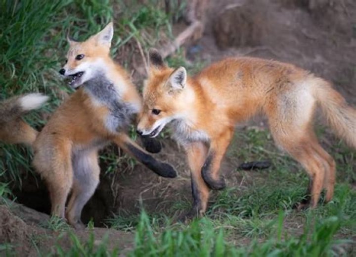 Observing Nature's Wonder: One Fox and Her Two Babies