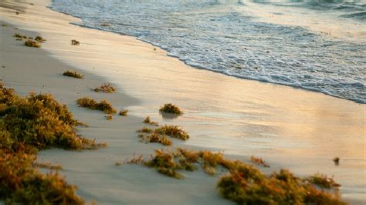 Pining for Kim Tailblazer: Why We Long for Icons and Past Pleasures