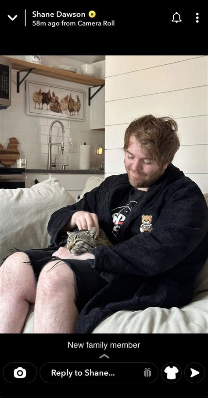 Shane Dawson Cat: The Beloved Feline Companions of a YouTube Star