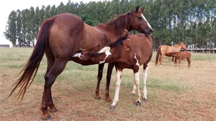 Understanding Male and Female Horse Mating: What Every Horse Enthusiast Should Know