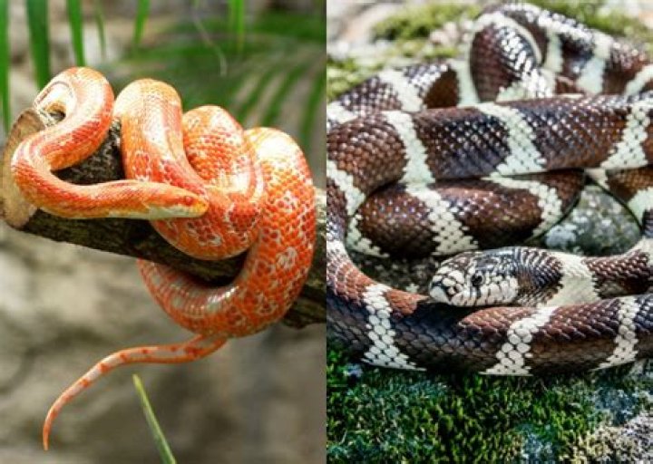 Understanding the Amazing King Snake: A Guide for Enthusiasts