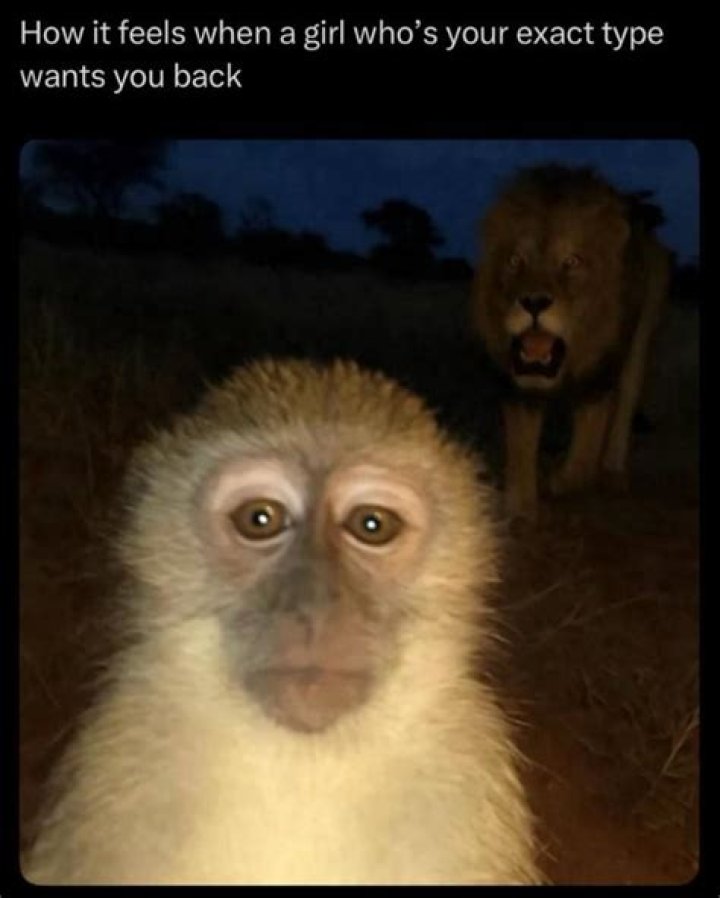 Unpacking the **Monkey with Lion Behind Meme**: What It Really Means