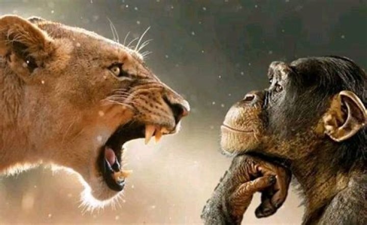 What's Behind That Lion Yelling at Monkey Picture? Surprising Wildlife Moments Explained