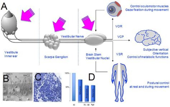 Who is Misty Loman? Exploring the Many Facets of a Name